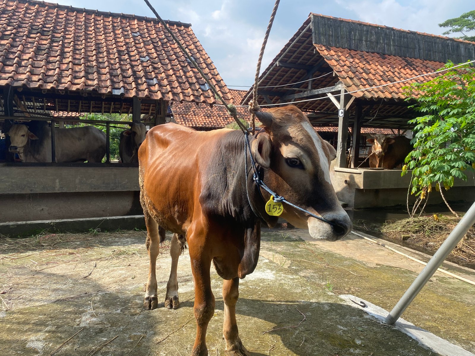 Sapi 2